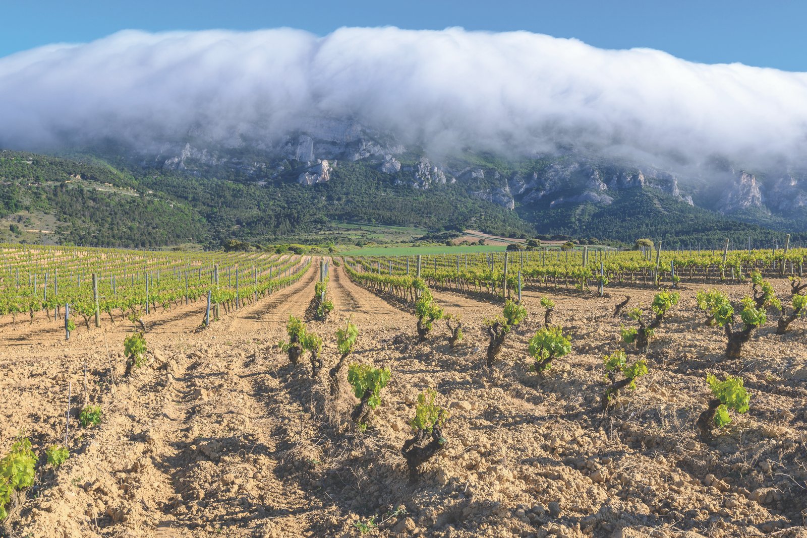 Viñedos Rioja-Alavesa