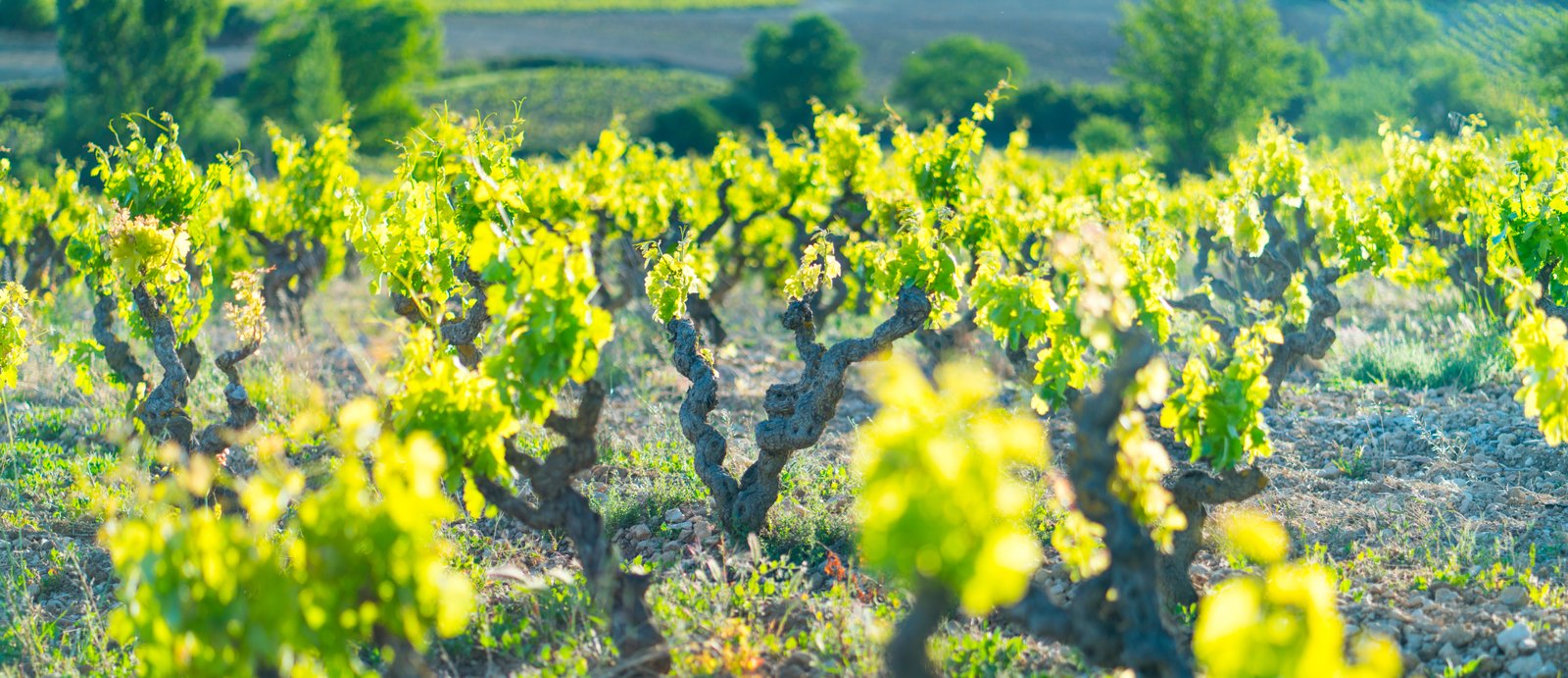 Viñedos Rioja Alavesa - Araba